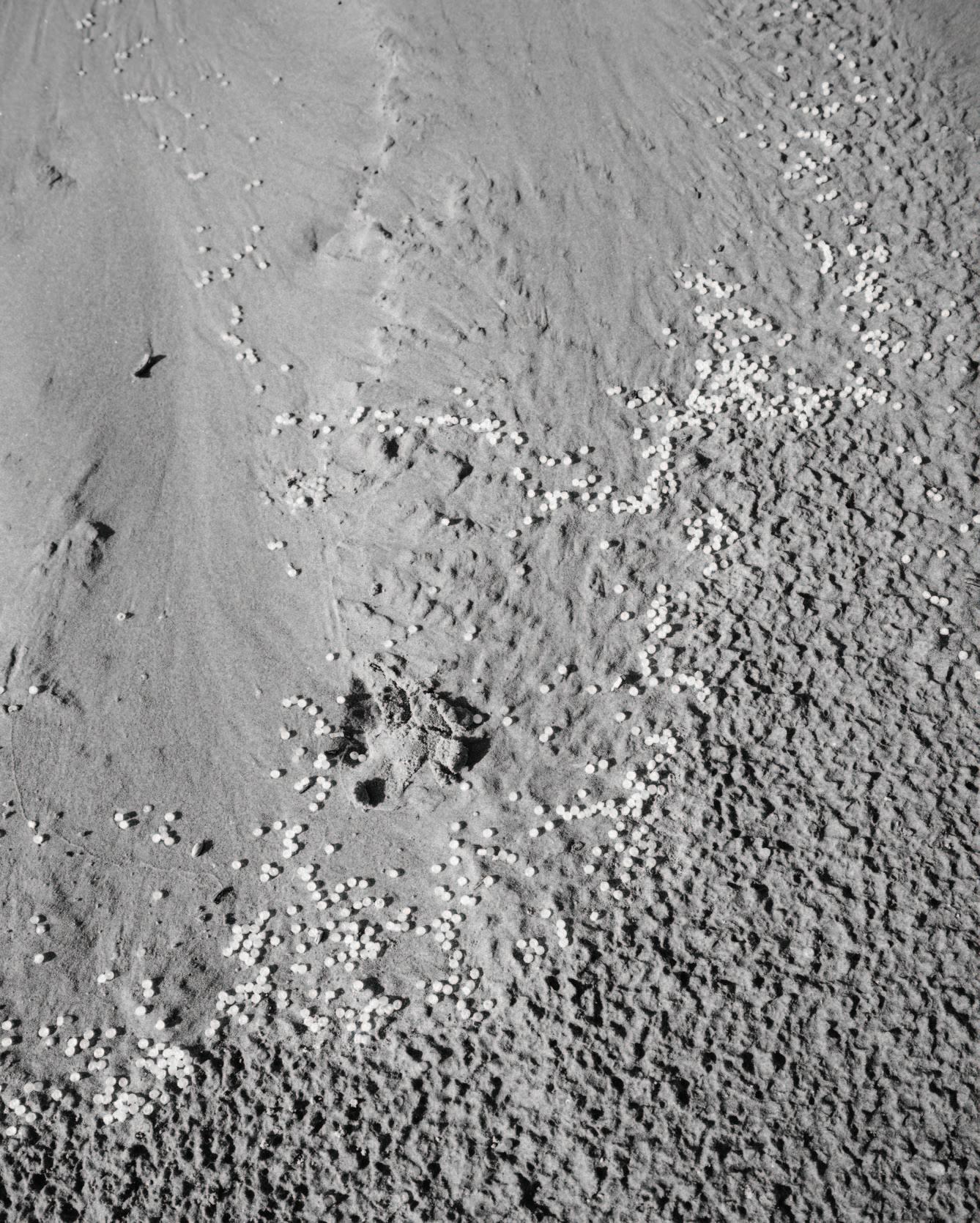 Bardian - Fall 2021 by Bard College Bardian - Issuu