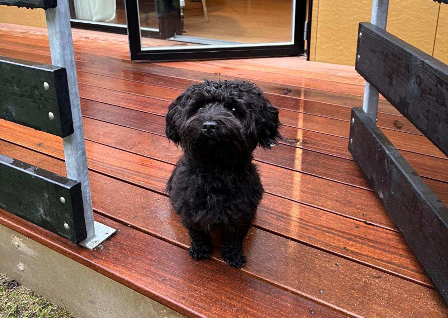 Standard Double Pet Friendly,1651169795:JPEG